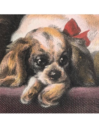 CAVALIER KING CHARLES SPANIEL