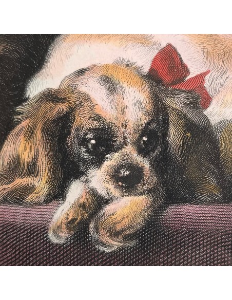CAVALIER KING CHARLES SPANIEL