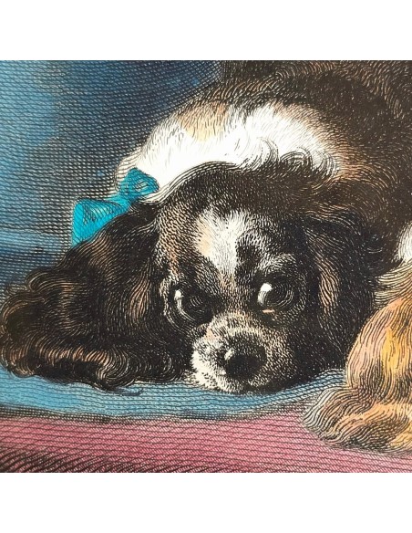 CAVALIER KING CHARLES SPANIEL