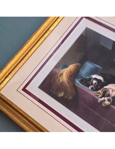 CAVALIER KING CHARLES SPANIEL