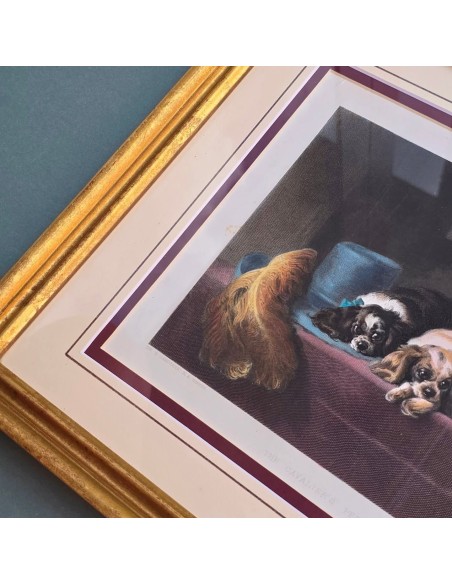 CAVALIER KING CHARLES SPANIEL