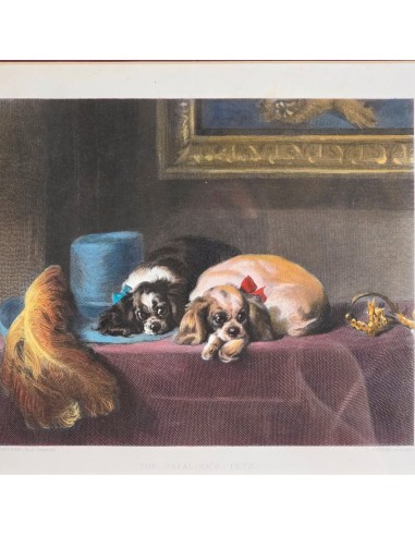 CAVALIER KING CHARLES SPANIEL