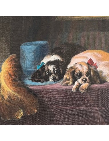CAVALIER KING CHARLES SPANIEL