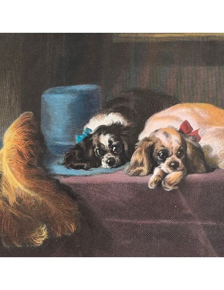 CAVALIER KING CHARLES SPANIEL