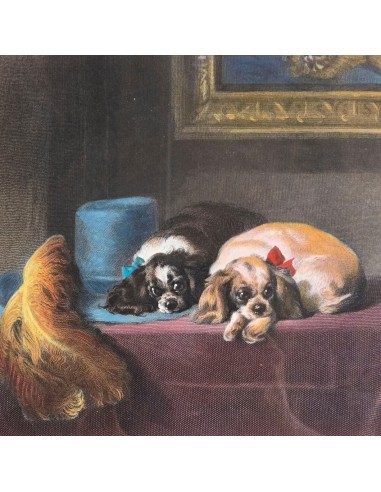 CAVALIER KING CHARLES SPANIEL