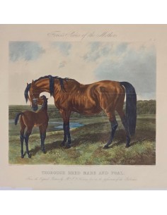 FORES'S SERIES OF THE MOTHERS 2