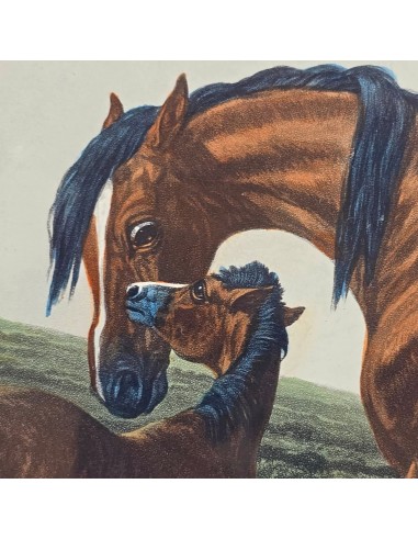 FORES'S SERIES OF THE MOTHERS