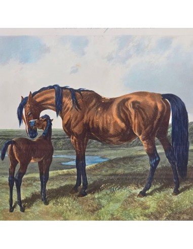 FORES'S SERIES OF THE MOTHERS